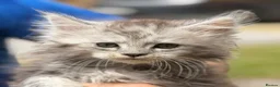 Maine Coon cats for sale: TICA active reg mainecoon kittens - Advert 7