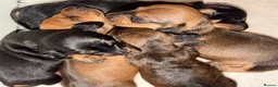 Miniature Dachshund dogs for stud: Kc reg pra clear shaded red mini smooth  - Advert 2