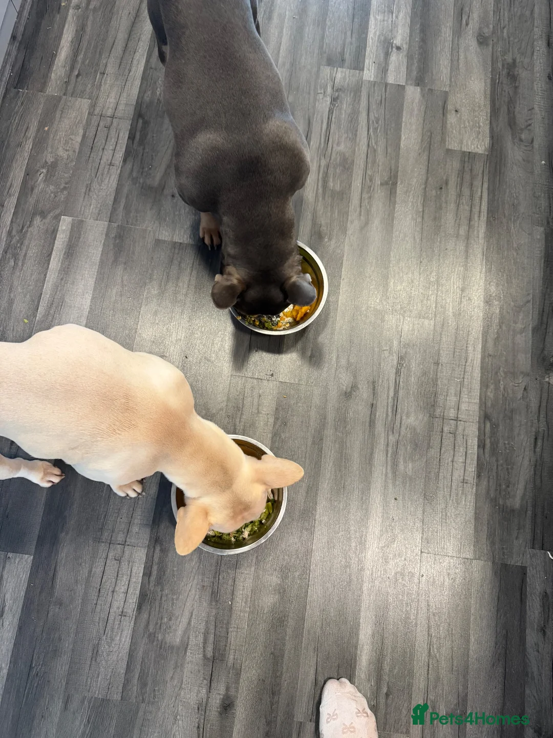French Bulldog dogs for sale: Male and female frenchie  - Advert 5