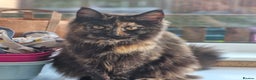 Maine Coon cats for sale: Maine coons Nellie & Dollie to stay as a pair.  - Advert 10