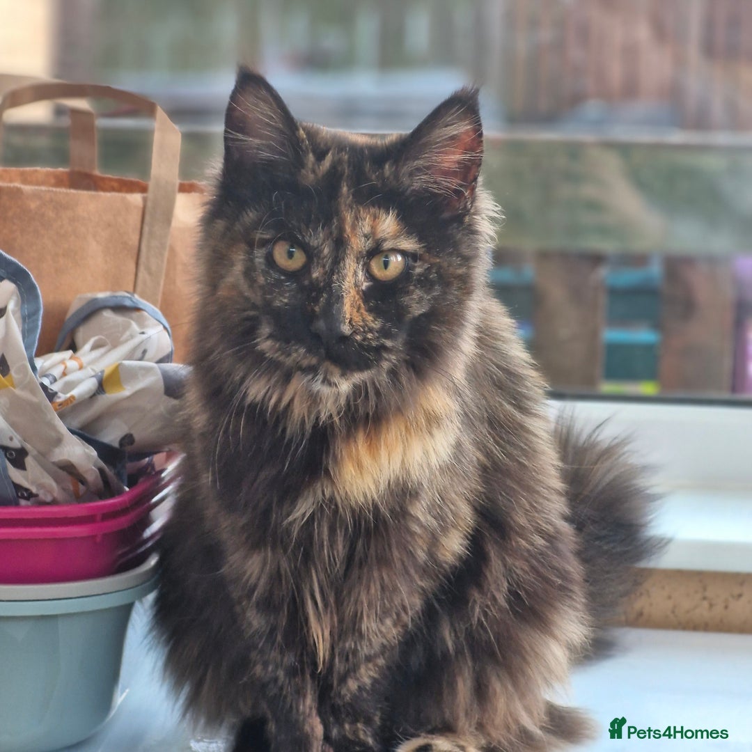 Maine Coon cats for sale: Maine coons Nellie & Dollie to stay as a pair.  - Advert 10