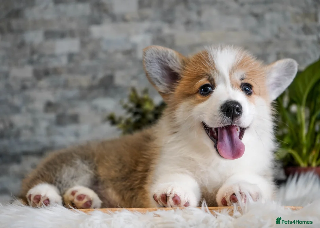 Welsh Corgi Pembroke dogs for sale: Welsh Corgi (Pembroke) - Advert 7