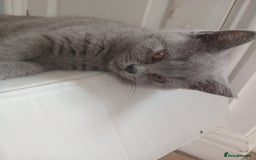 British Shorthair cats for sale: BRITISH SHORT HAIR KITTENS  in Gloucester - Image 16