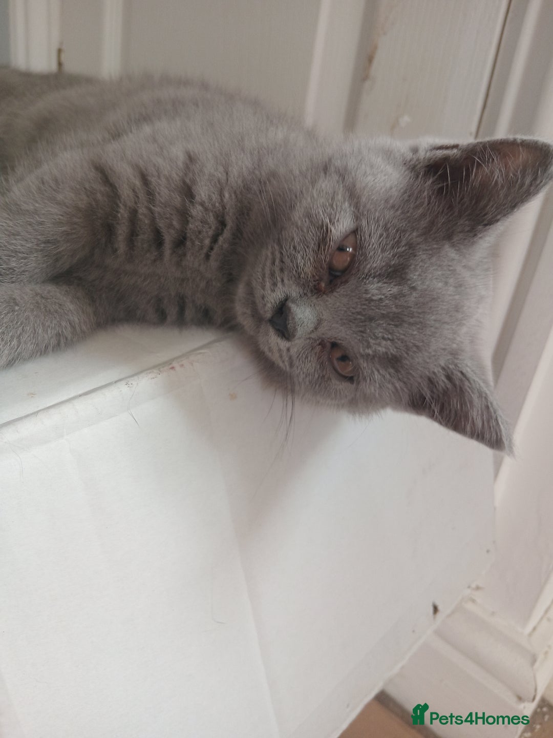 British Shorthair cats for sale: BRITISH SHORT HAIR KITTENS  in Gloucester - Image 16