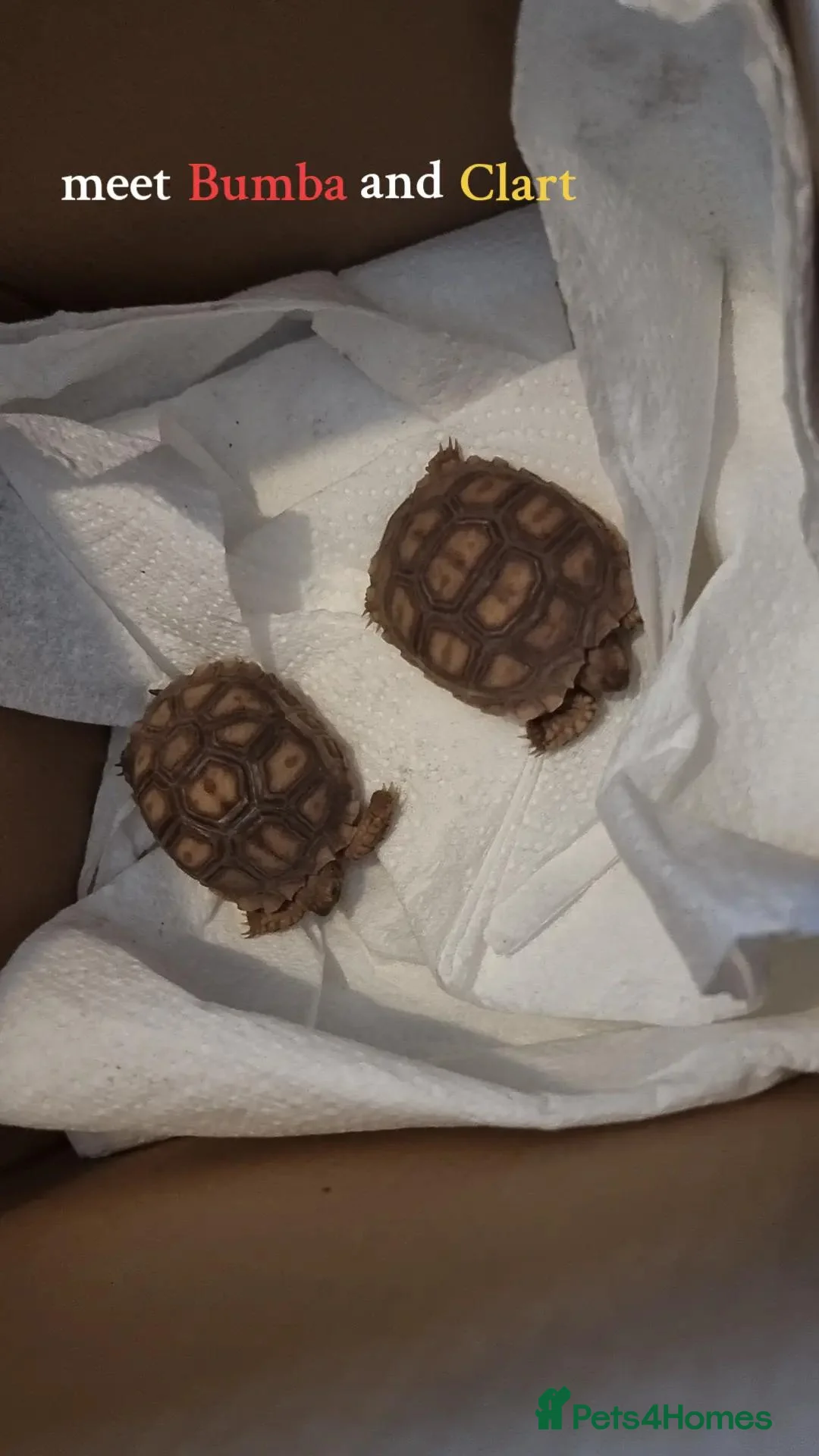 Tortoise reptiles for sale: Sulcata tortoise for sale  - Advert 1