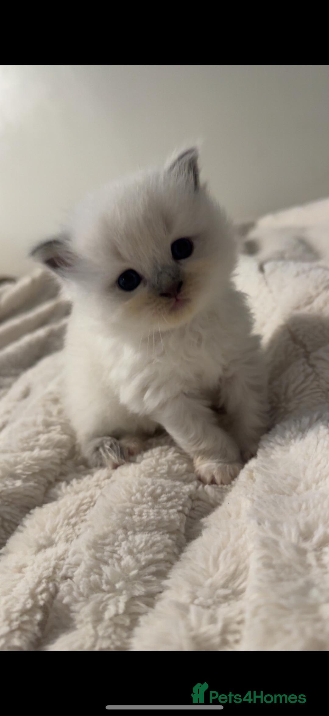 Ragdoll cats for sale: Blue point male ragdoll - Advert 5