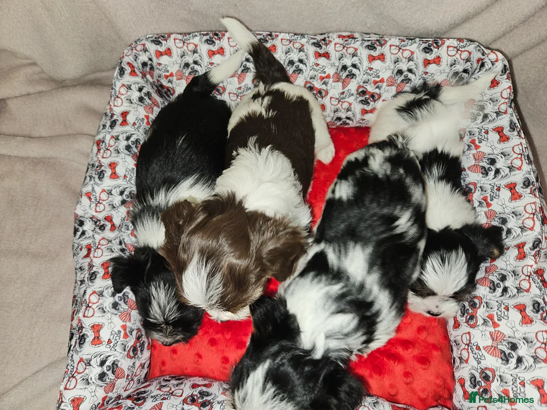 Yorkshire Terrier dogs for sale: 🧡 DNA tested parents 🧡 1 girl, 3 boys - Advert 1