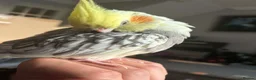 Cockatiels birds for sale: Fifi (1 year female) & Brook (10 month male) in Horsham - Advert 9