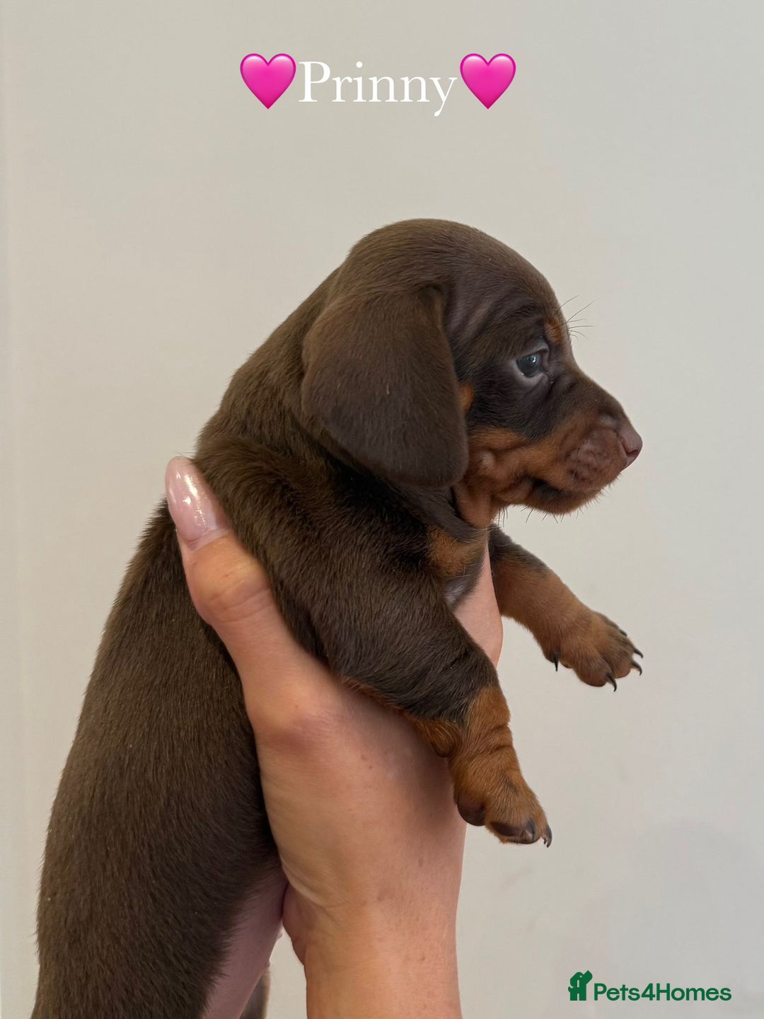 Dachshund dogs for sale: dachshund puppy’s for sale - Image 6