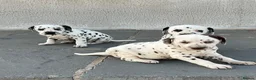 Dalmatian dogs for sale: Dalmatian beautiful - Advert 8