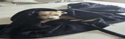Mixed Breed dogs for sale: Loving little boy - Advert 5