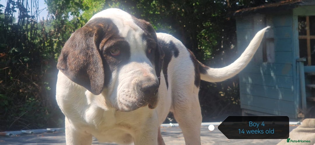 Central Asian Shepherd dogs for sale: Beautiful Alabai Mastiff puppies  in Pulborough - Image 6