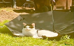Mixed Breed cats for sale: Gorgeous 2 year old male lap cat  - Image 6