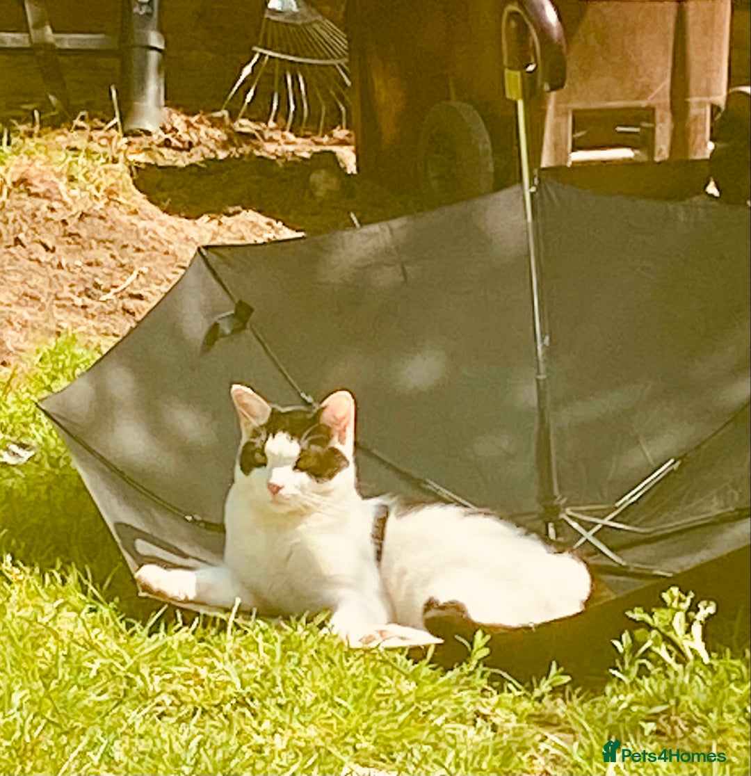Mixed Breed cats for sale: Gorgeous 2 year old male lap cat  - Image 6