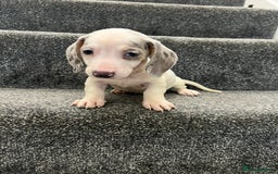 Miniature Dachshund dogs for sale: Miniature dachshund pups - Image 10