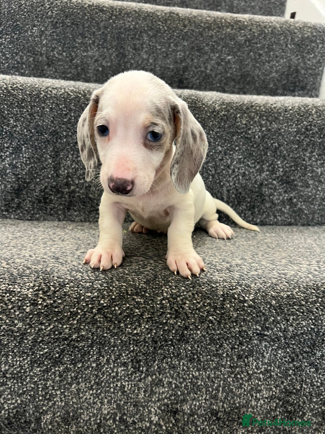 Miniature Dachshund dogs for sale: Miniature dachshund pups - Image 10