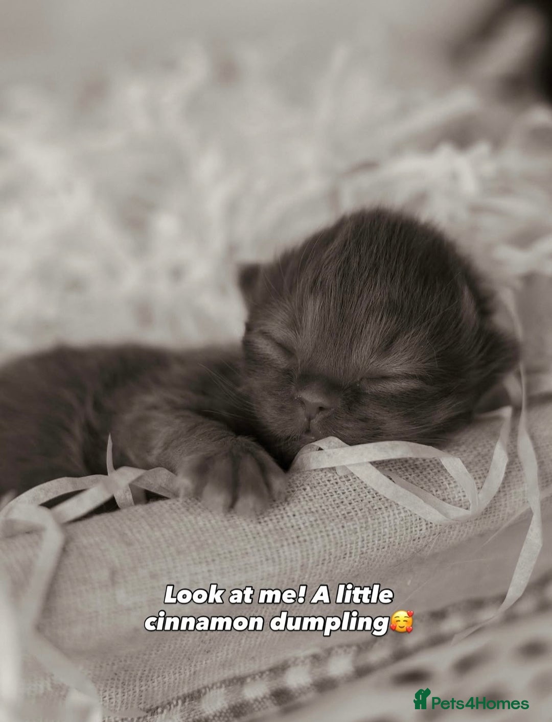 British Shorthair cats for sale: Chocolate brown cinnamon tortie British Kittens - Advert 31