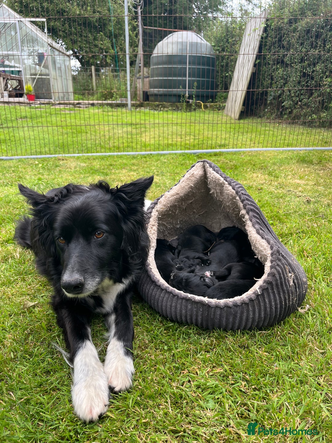 Mixed Breed dogs for sale: Collie Setter puppies - Image 10