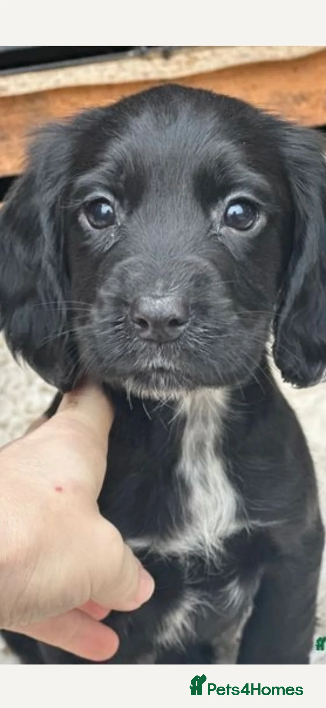 Cocker Spaniel dogs for stud: Working Cocker Spaniel available for Stud  in Chelmsford - Advert 35