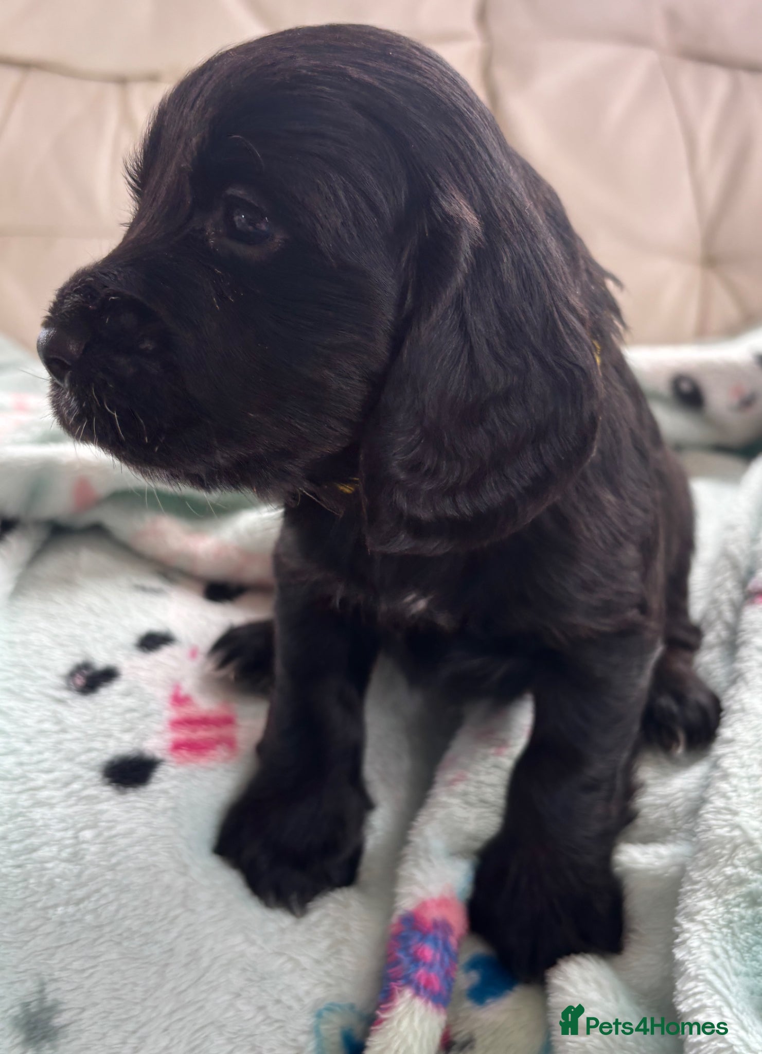 Cocker Spaniel dogs KC Registered Cocker Spaniels - Advert 24