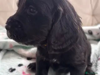 Cocker Spaniel dogs KC Registered Cocker Spaniels - Advert 24