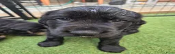 Cockapoo dogs for sale: COCKER SPANIEL in Gillingham - Advert 7