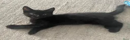 Mixed Breed cats for sale: Beautiful girl😻🐈‍⬛🐈‍⬛🐈‍⬛ - Advert 6