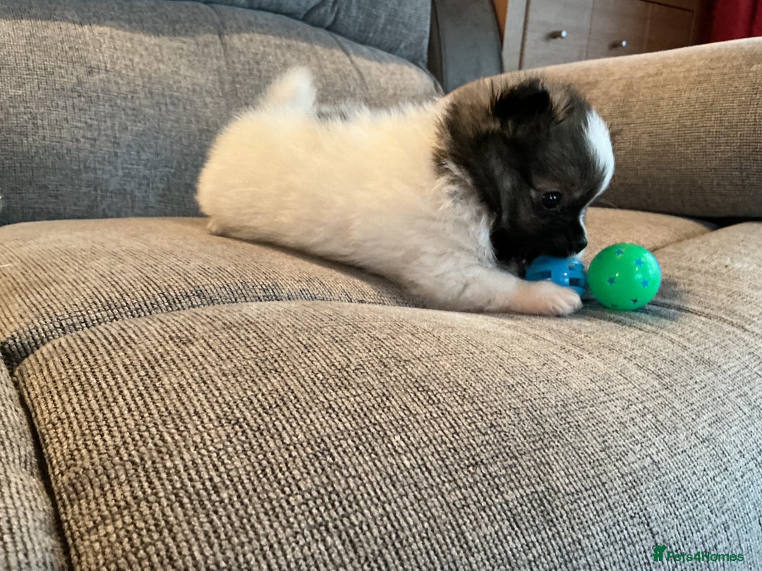 Pomeranian dogs for sale: Tiny toy size parti-Pomeranian 8 weeks ready now - Advert 4