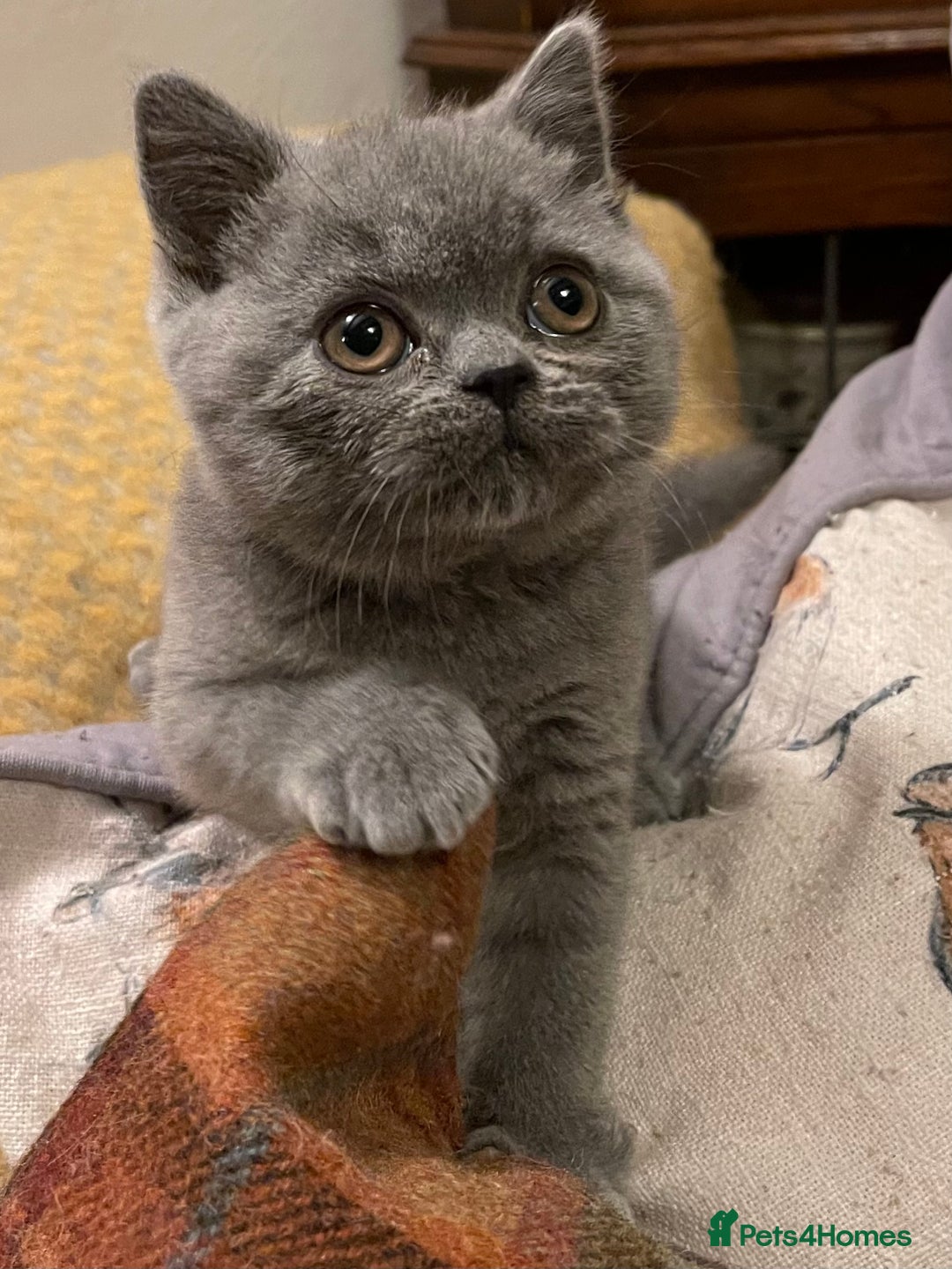 British Shorthair cats for sale: Champion Sired Female BSH - Advert 6