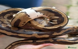 Python Snake reptiles for sale: Ball python with full set up  - Image 7