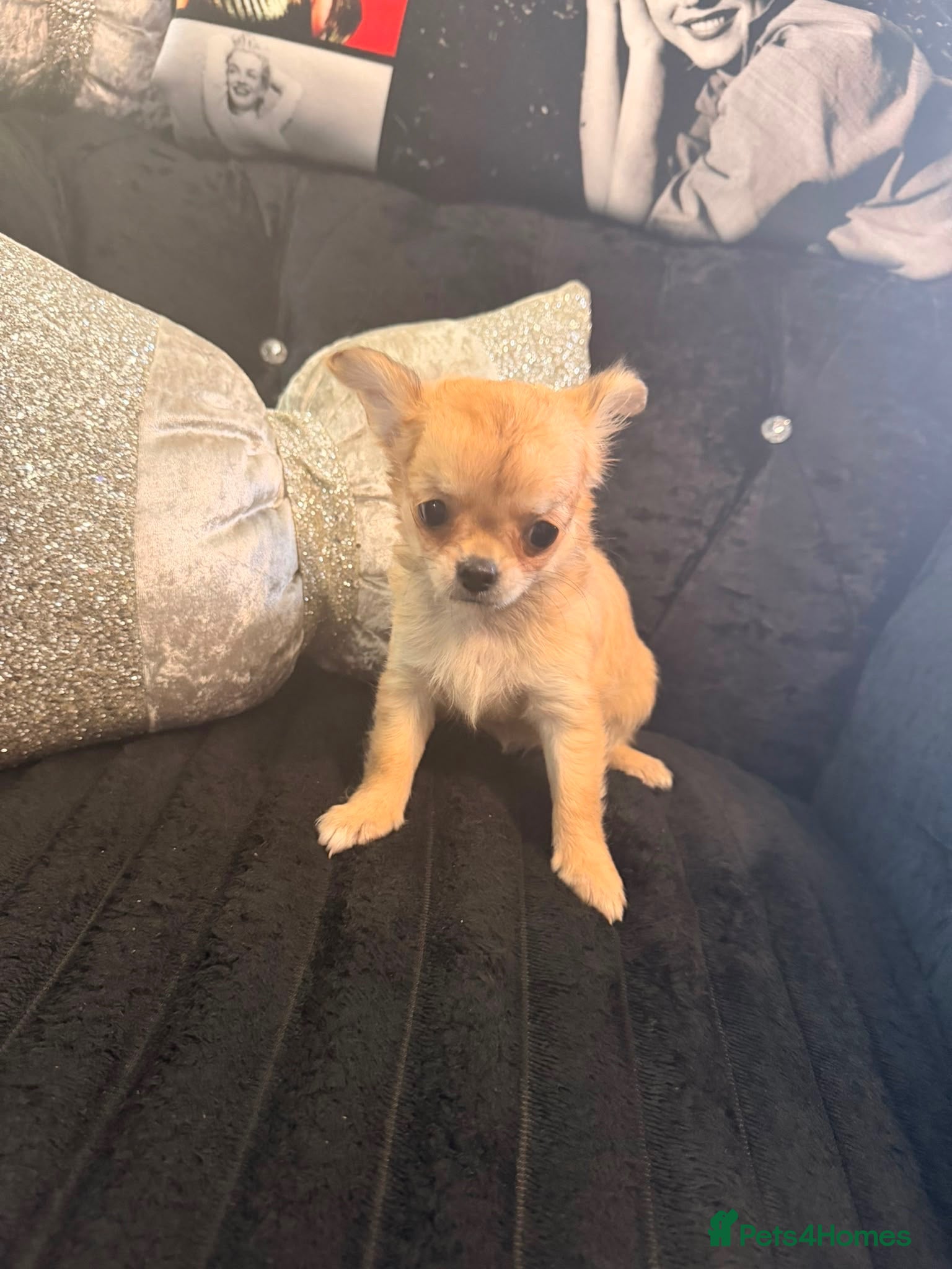 Chihuahua dogs Chihuahua puppies🐶 - Advert 2