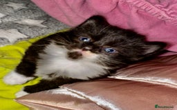 Domestic Shorthair cats for sale: 3 lovely black and white kittens - Image 1