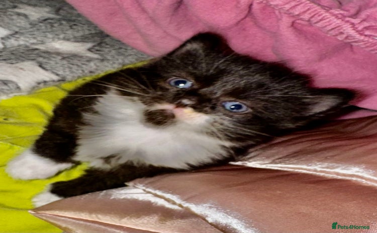 Domestic Shorthair cats - Advert 3