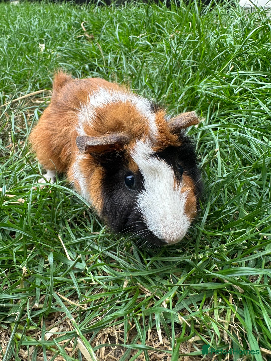 Guinea Pig rodents for sale: Male Guinea Pigs For Sale  - Image 13