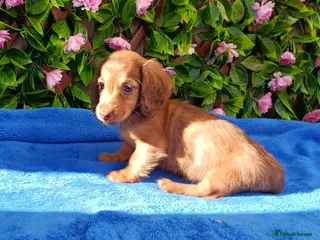 Dachshund dogs SHADED CREAM EXTRA MINI DAXIS PRA KC REG - Advert 3