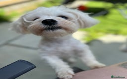 Mixed Breed dogs for sale: Loving dog Winter looking for her forever home - Image 16