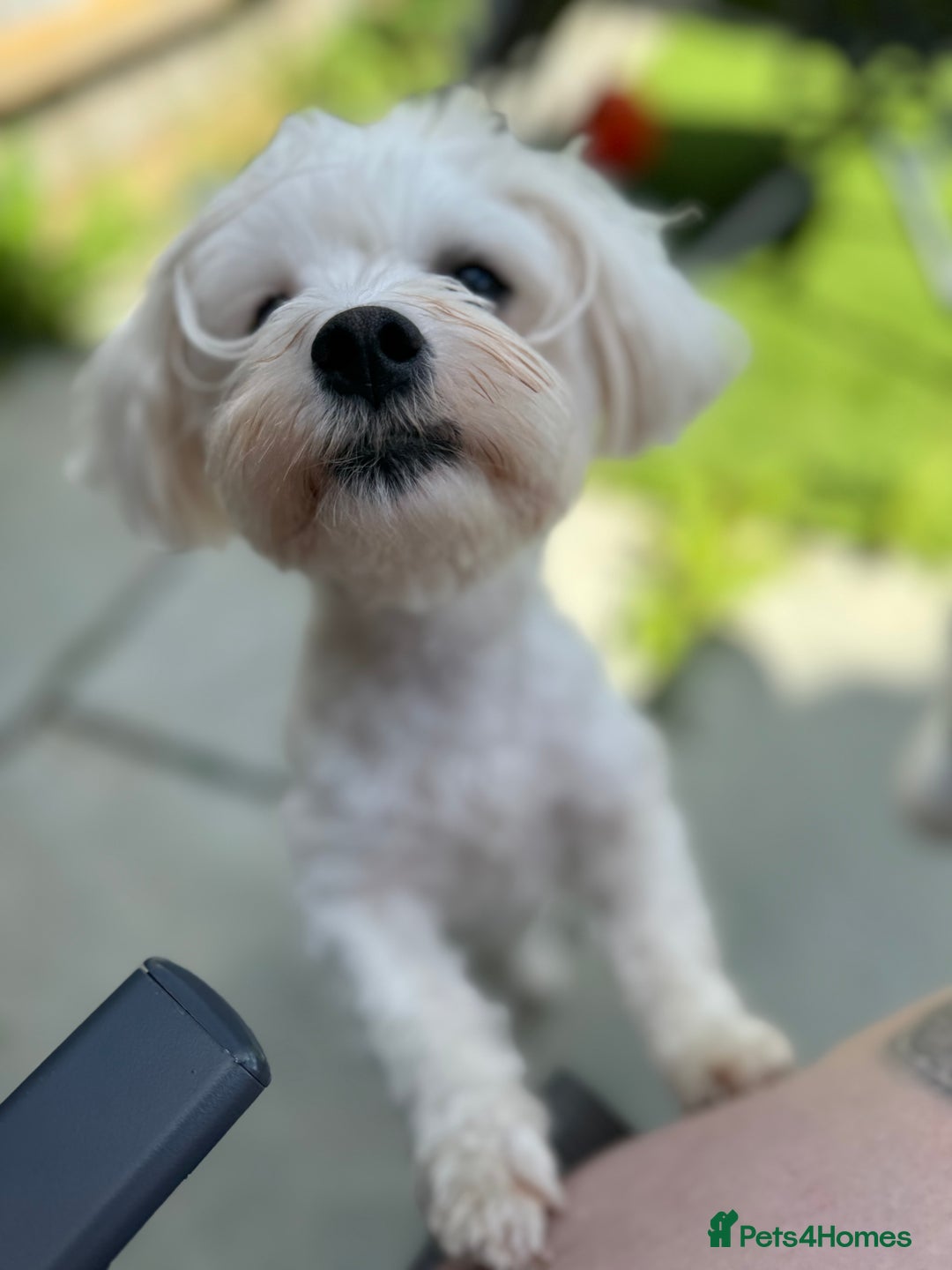 Mixed Breed dogs for sale: Loving dog Winter looking for her forever home - Image 16