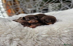 Dachshund dogs for sale: Beautiful Chocolate & Dapple Dachshund Pups - Image 9