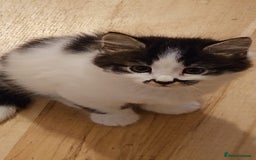 British Shorthair cats for sale: 1 male 1 female  - Image 1