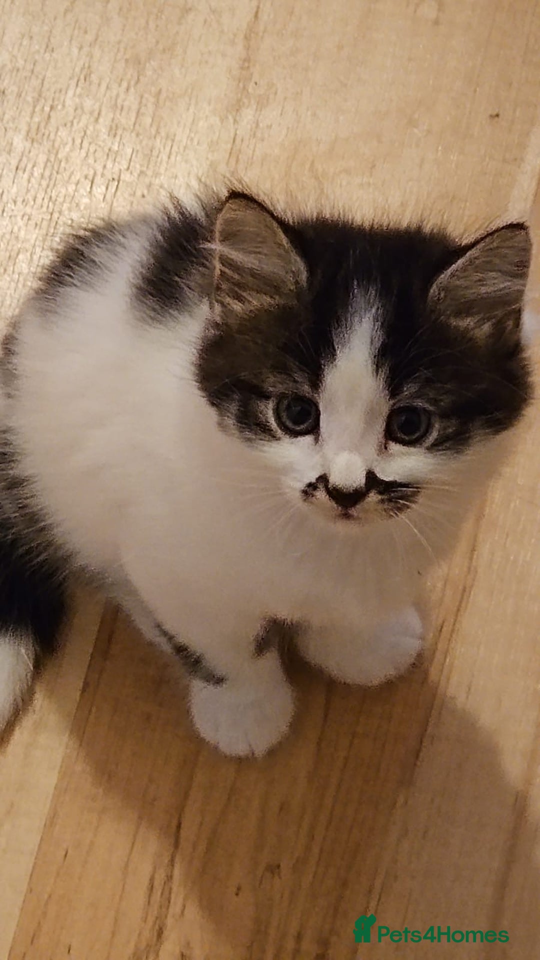 British Shorthair cats for sale: 1 male 1 female  - Image 1