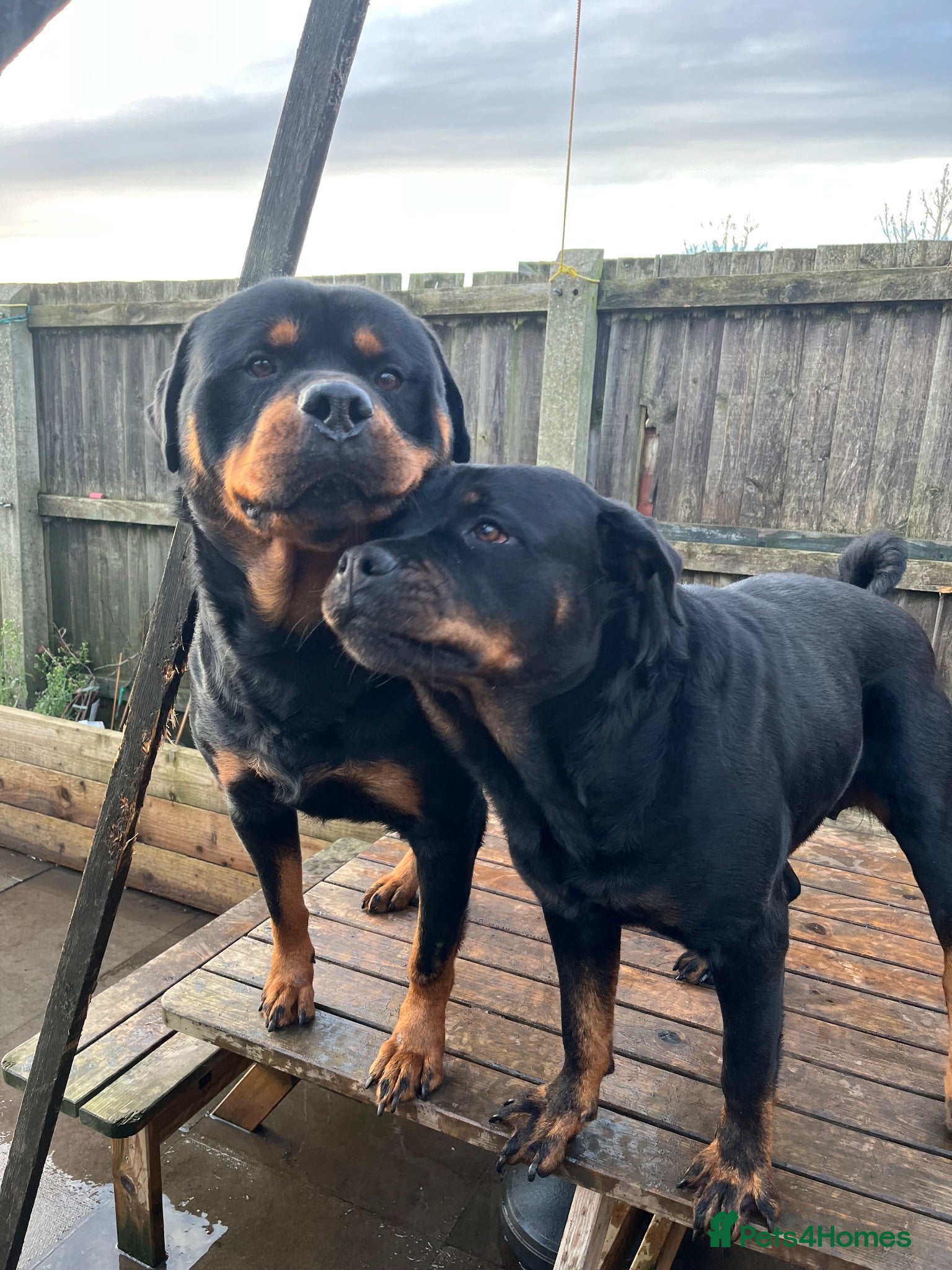 Rottweiler dogs Rottweilers  - Advert 1