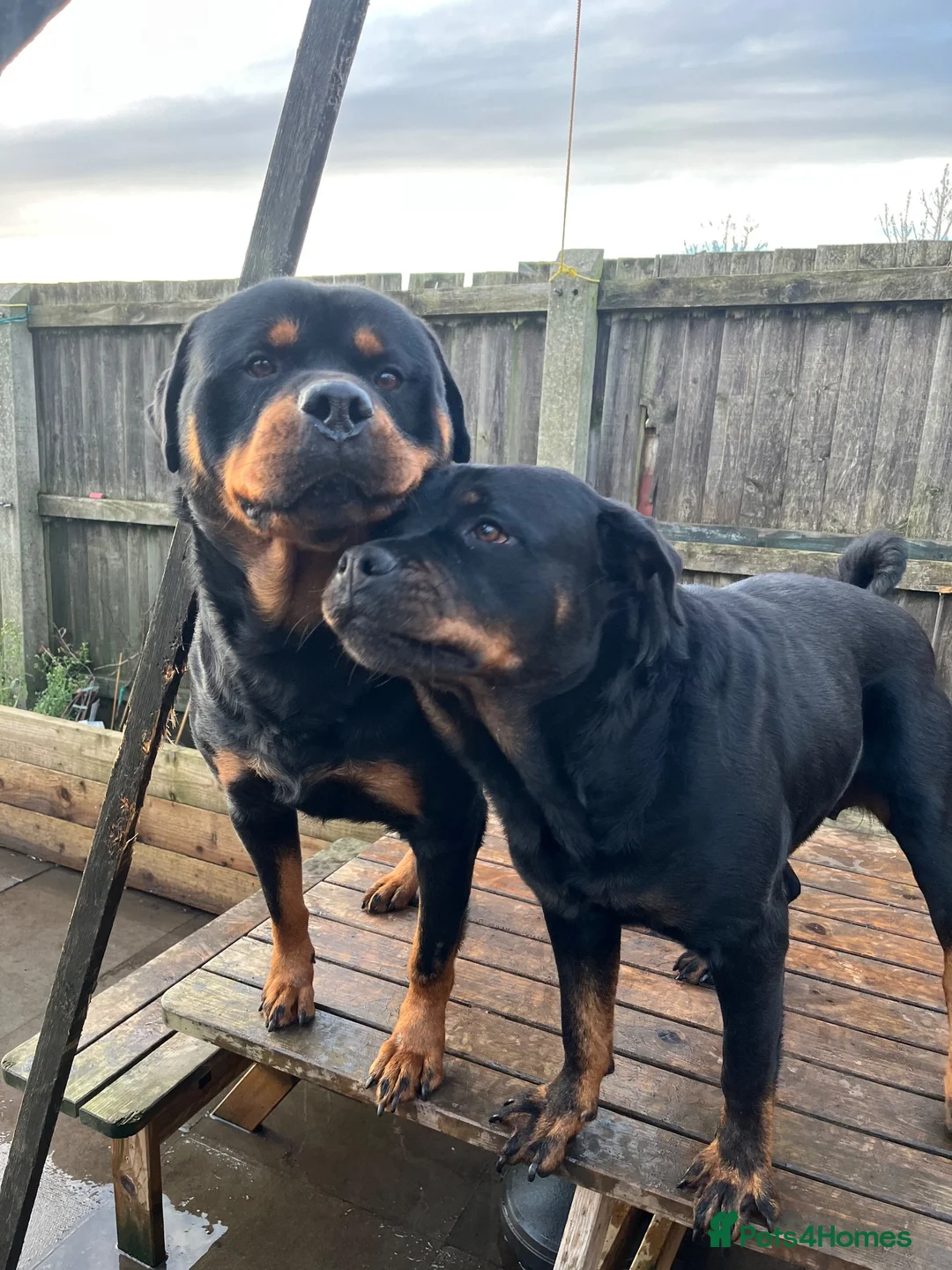 Rottweiler dogs for sale: Rottweilers  in Birmingham - Advert 1