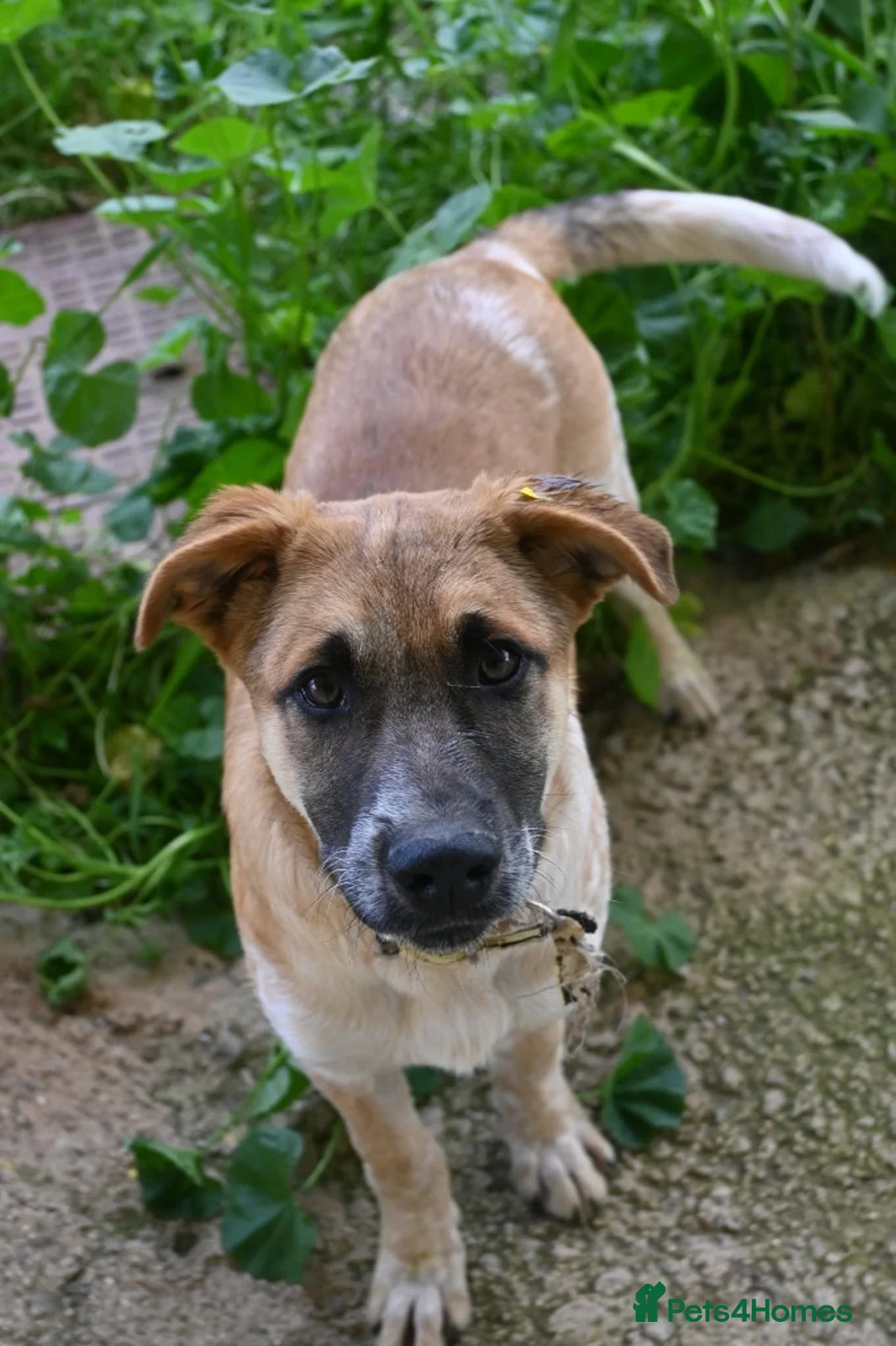 Mixed Breed dogs for adoption: Adorable Atlas 6 month old - Advert 1