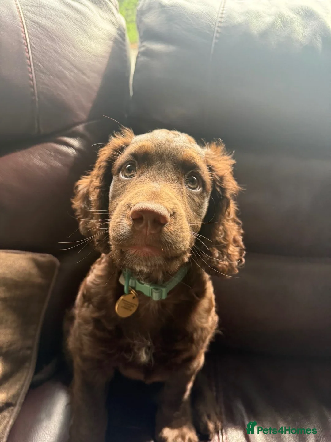 Cocker Spaniel dogs for sale: Chocolate brown Working Cocker Spaniel - Advert 5