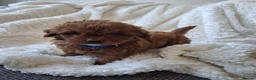 Cavapoo dogs for sale: Toy flb cavapoo in Swadlincote - Advert 5