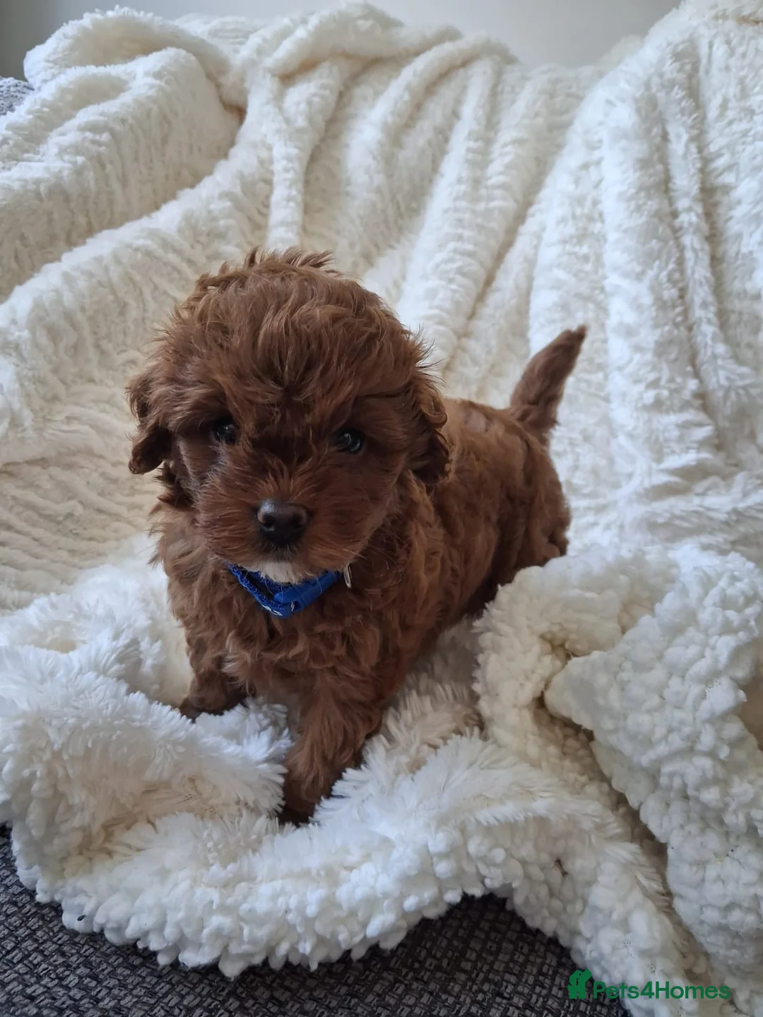 Cavapoo dogs for sale: Toy flb cavapoo in Swadlincote - Advert 5