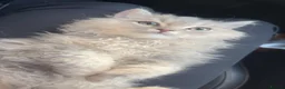 British Longhair cats for sale: British longhair kitten in London - Advert 1