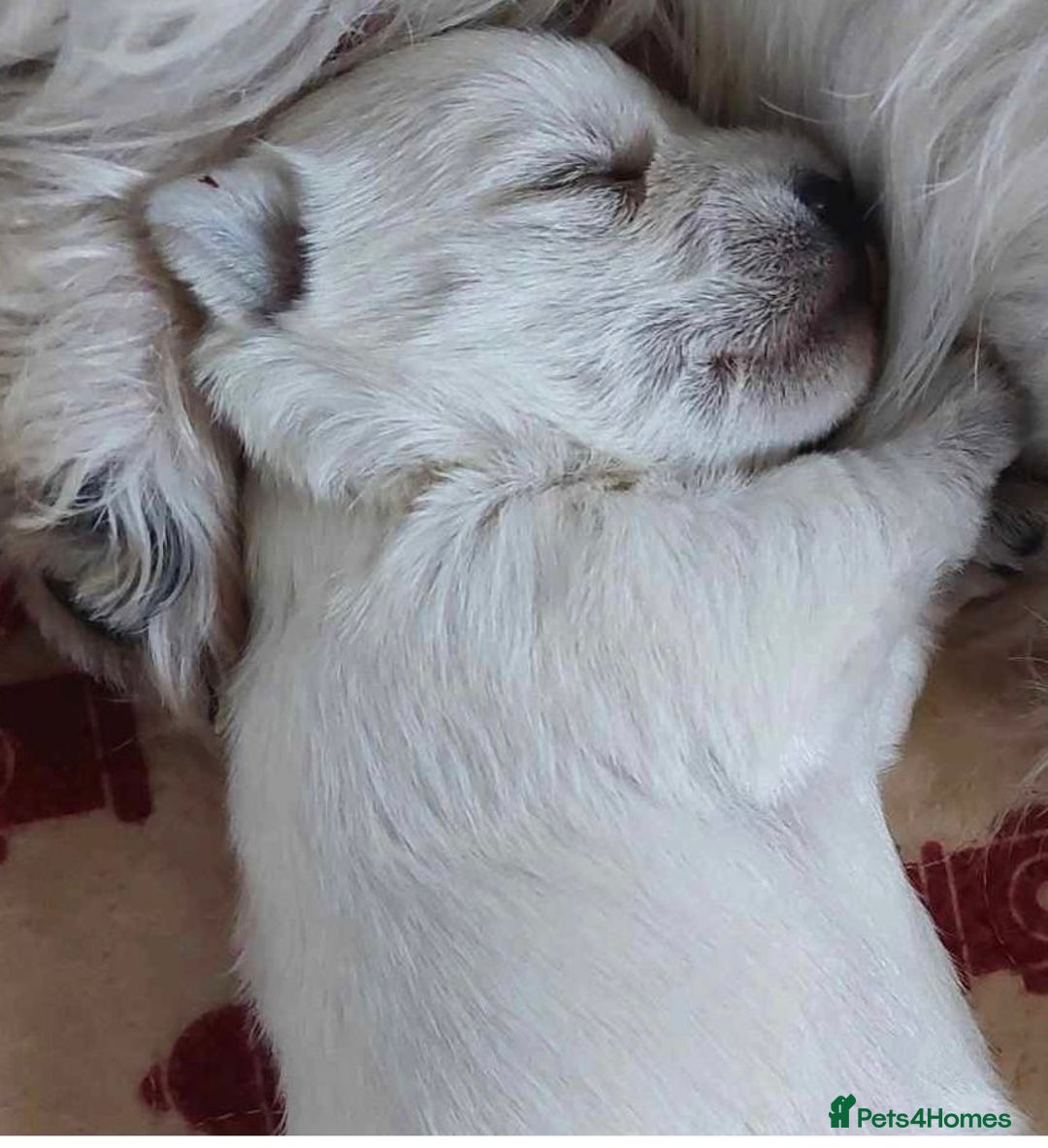 West Highland Terrier dogs for sale: KC Reg & Health Tested West Highland Terrier Pups - Advert 5