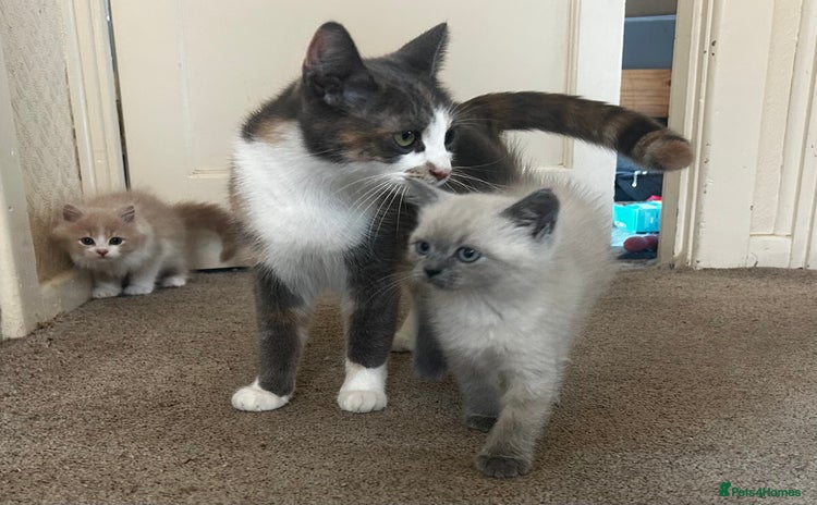 Persian cats - Advert 1