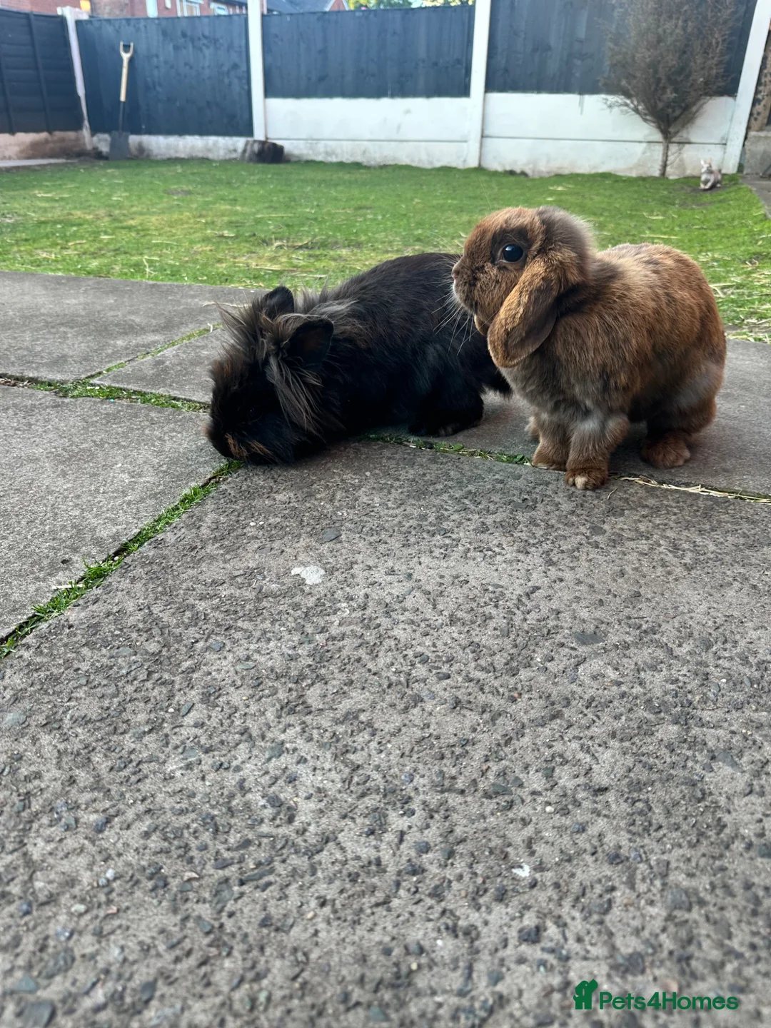 Mini Lion Lop rabbits for sale: Mini lion lop and lion head babies  - Advert 20